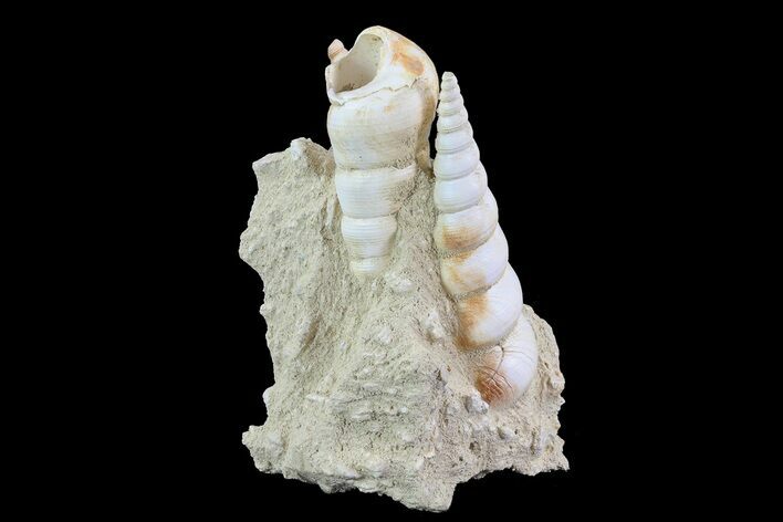 Fossil Gastropod (Haustator) Cluster - Damery, France #74517